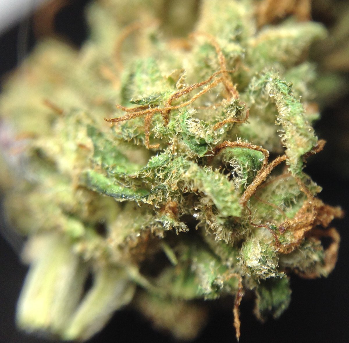 theAgingEnt's tweet photo. Did you even see this @thegreenvault #DirtyGirl

https://t.co/I03f0IL7CR

#SexyWeed #LegalMarijuana #StonerNation https://t.co/PHTRdoB1cY