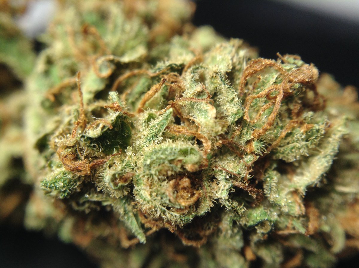 theAgingEnt's tweet photo. Did you even see this @thegreenvault #DirtyGirl

https://t.co/I03f0IL7CR

#SexyWeed #LegalMarijuana #StonerNation https://t.co/PHTRdoB1cY