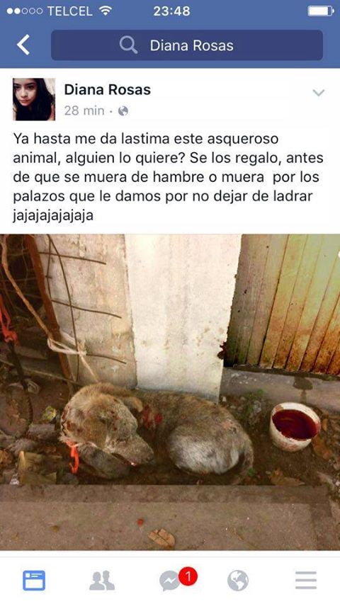 LILASALVATTI's tweet photo. @eruviel_avila stopDianaItzelRosasGutierrez y vivenc.sur 40#28col. SanAgustín1era.SeccEcatepecEdoMex ayuda Pliss https://t.co/sRZ02OzO1w