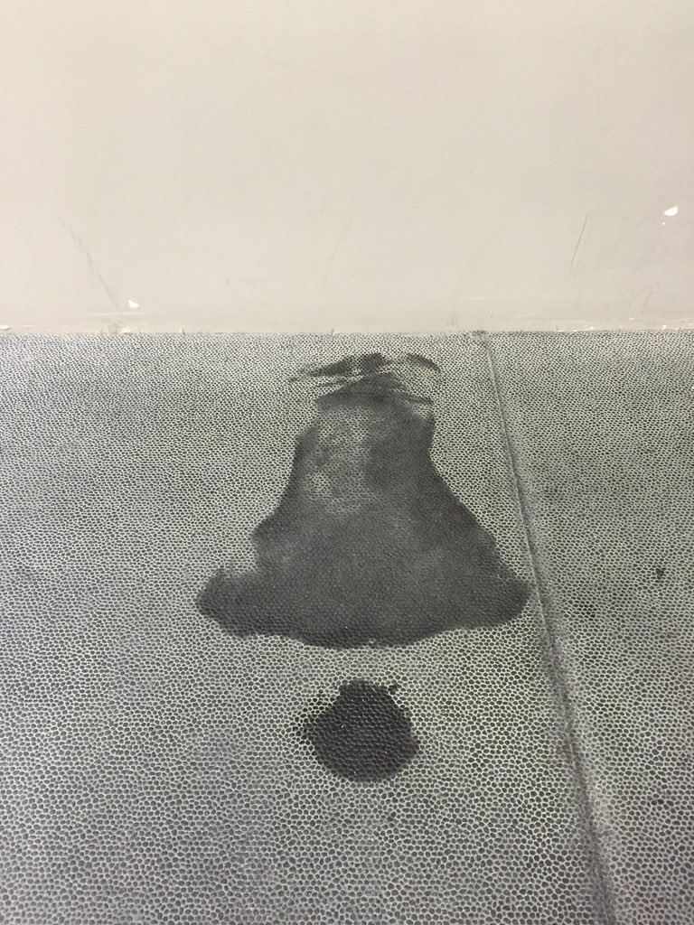 Keilshammer's tweet photo. I love #CrossFit sweat Angels and make them all the time at @CrossFitCanuck. Best programming and coaches! https://t.co/FuI826agel
