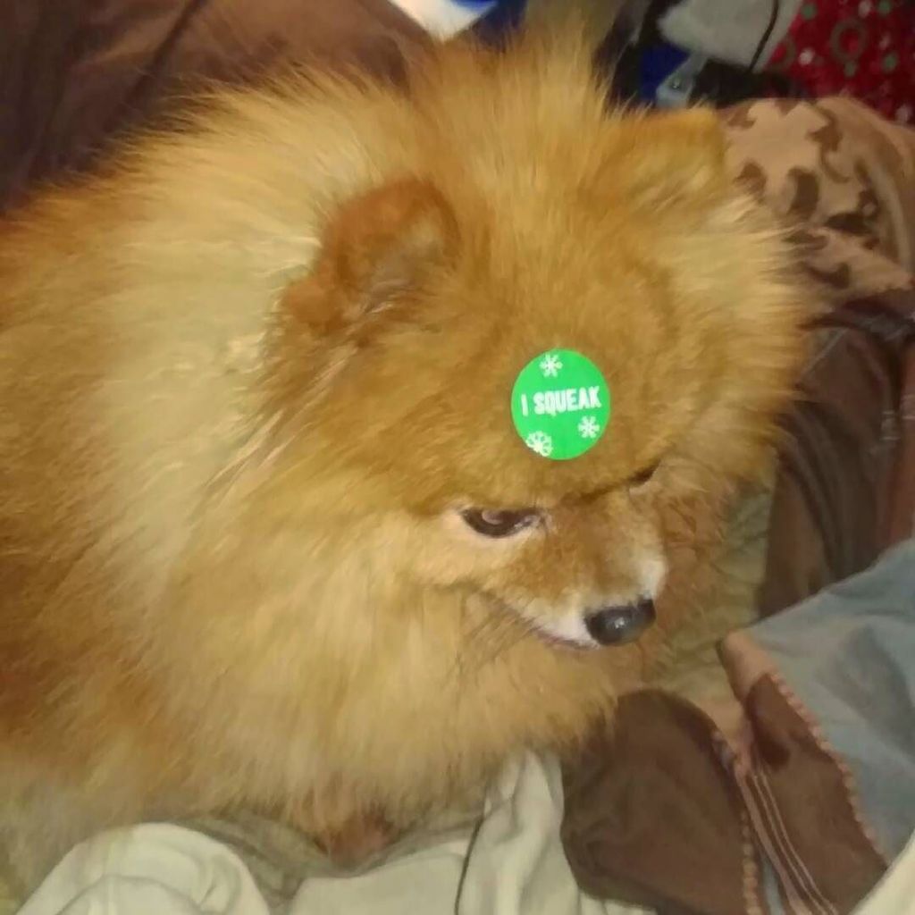 buggyprince's tweet photo. And for those who follow me to see molly, here's a very true label... #isqueak #pomeranian… https://t.co/RxfuZwbM3t https://t.co/5LL7VPL4yY