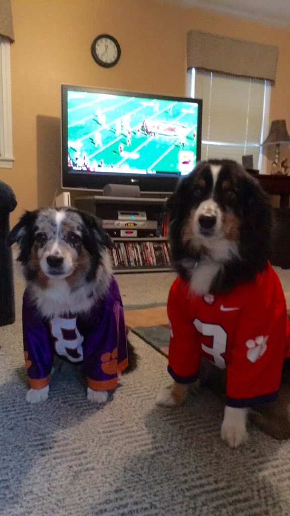 Go Clemson #ALLIN #indigoandkodi