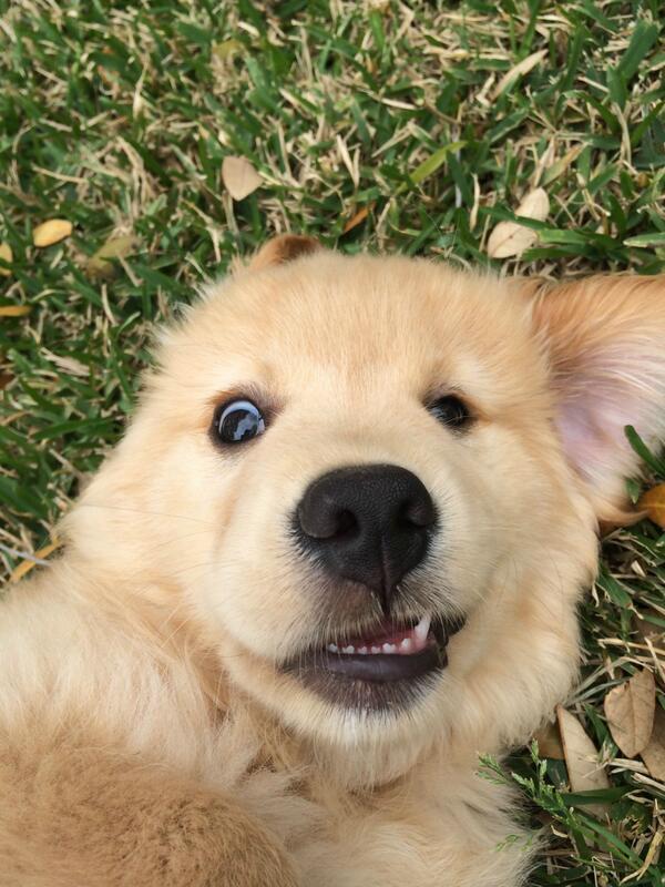 ILOVEANlMALS's tweet image. When the front facing camera catches you off guard.