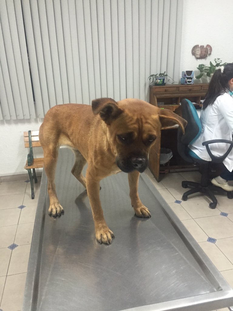 ferrisval's tweet photo. Necesito hogar urgente, ma ayude pero no puedo ternerla.@AnimaliaAdopta  😫 RT pls https://t.co/cN0rbs24fH