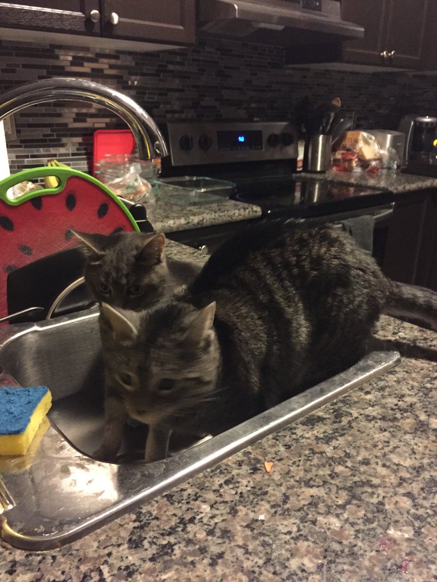 mirmle's tweet photo. Nothing like cats in a sink when you want to wash an apple.... #crazycats #cats #CatsOfTwitter #SwifferandMarbles https://t.co/HmZYl7mArM