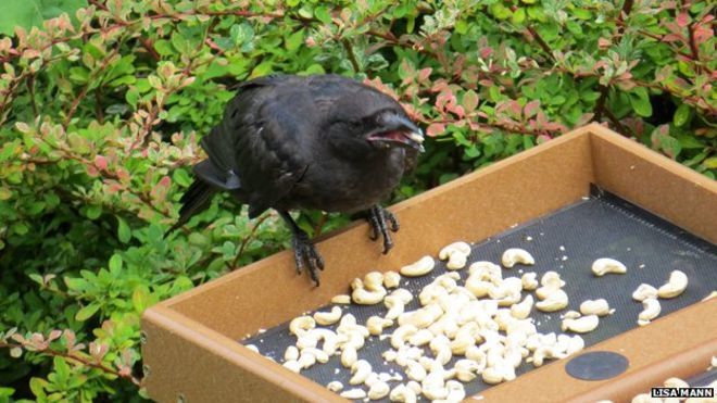 everysingletim3's tweet photo. These Crows Bring A Little Girl Presents – Incredible! Find out why here - https://t.co/aTzuk8lmwR https://t.co/b4V2bnsEoo