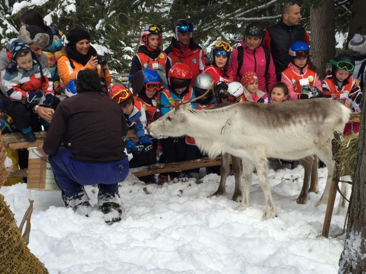 s_dolomiten's tweet photo. Feeding of the reindeer on the #CrodaRossa today! Foraggiamento renne oggi sulla CrodaRossa! https://t.co/H1Et2uuHwc https://t.co/Xw0GykwZyu