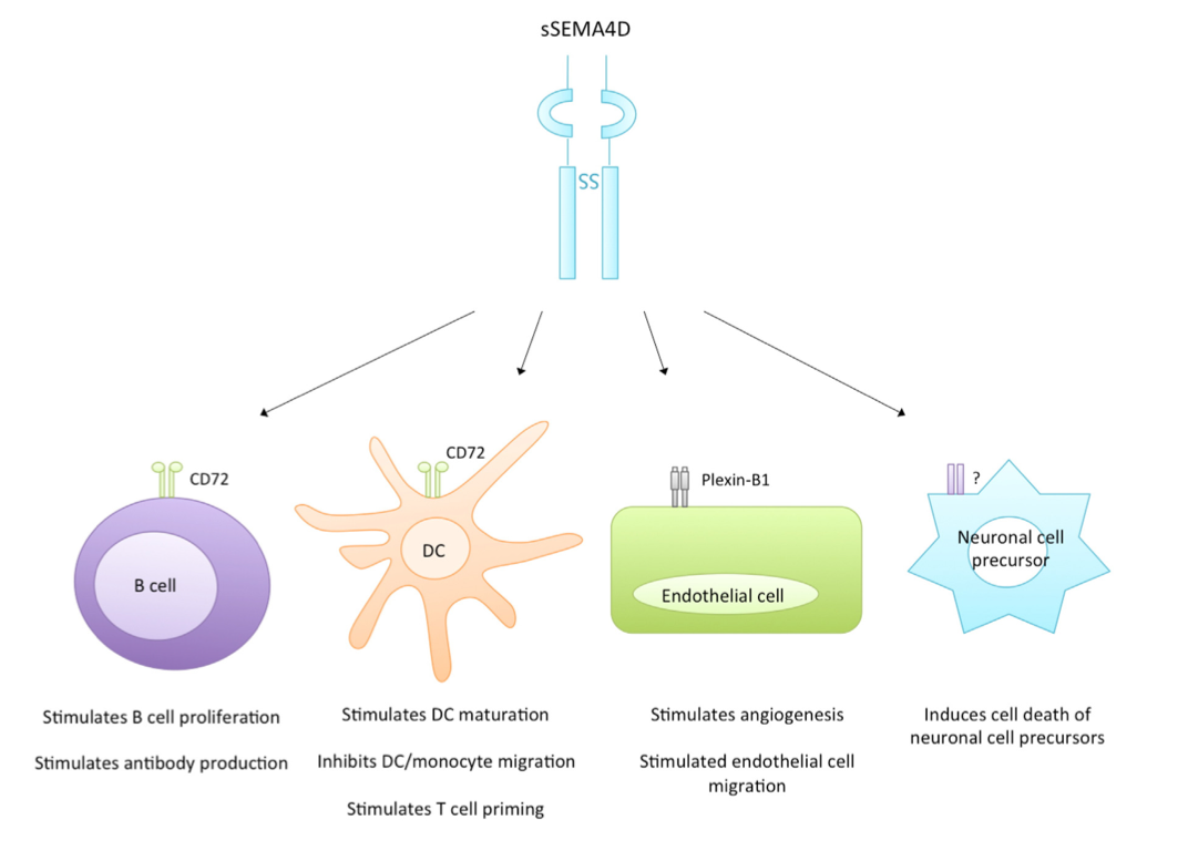 nkbjorkstrom's tweet photo. Read our latest article on the role of sSEMA4D in human disease https://t.co/2oWoSA16sq @ImmunologyNews #NBgroup https://t.co/9DFaSCsVOO