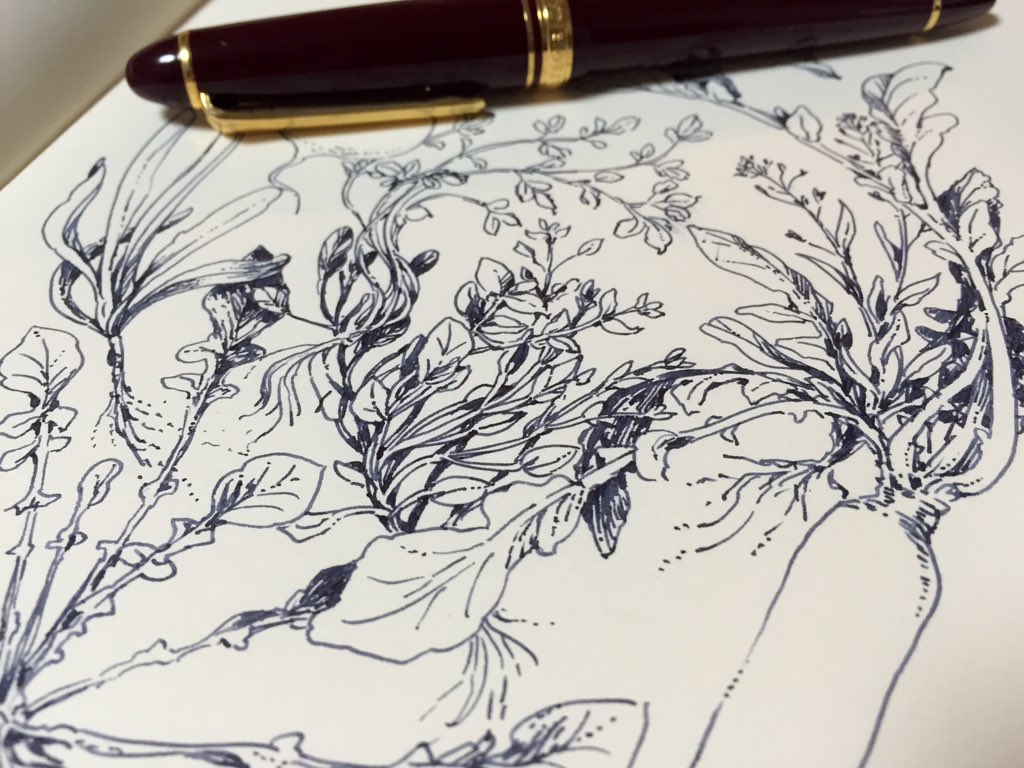 七草粥を炊く間に春の七草をらくがきしたもの
万年筆で描くとこのくらい線に濃淡があるんだけどどう取り込むのが良いのか迷います 