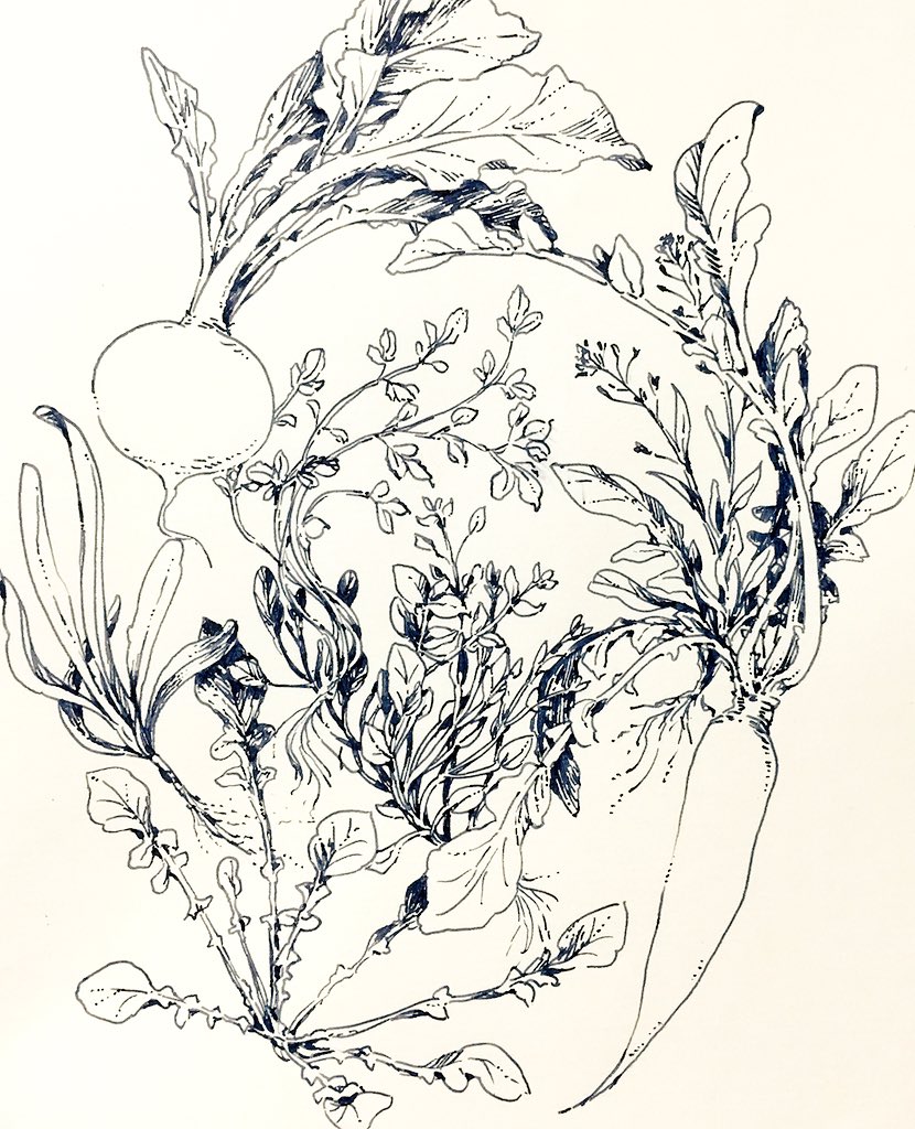七草粥を炊く間に春の七草をらくがきしたもの
万年筆で描くとこのくらい線に濃淡があるんだけどどう取り込むのが良いのか迷います 