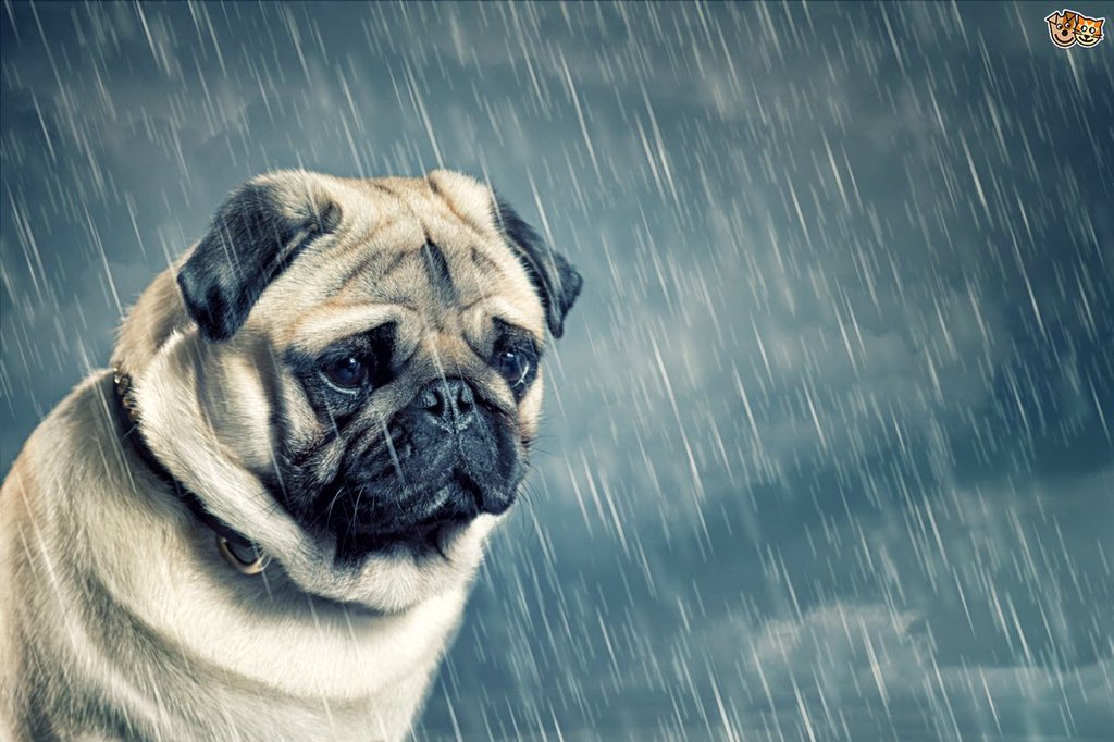 VictorGaxiola's tweet photo. @terradactyle this photo sums up how I felt #doginrain https://t.co/NGZ1chjCu0