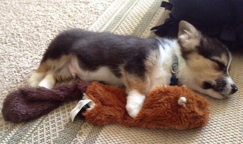 ILOVEANlMALS's tweet image. Little corgi is out for the count.