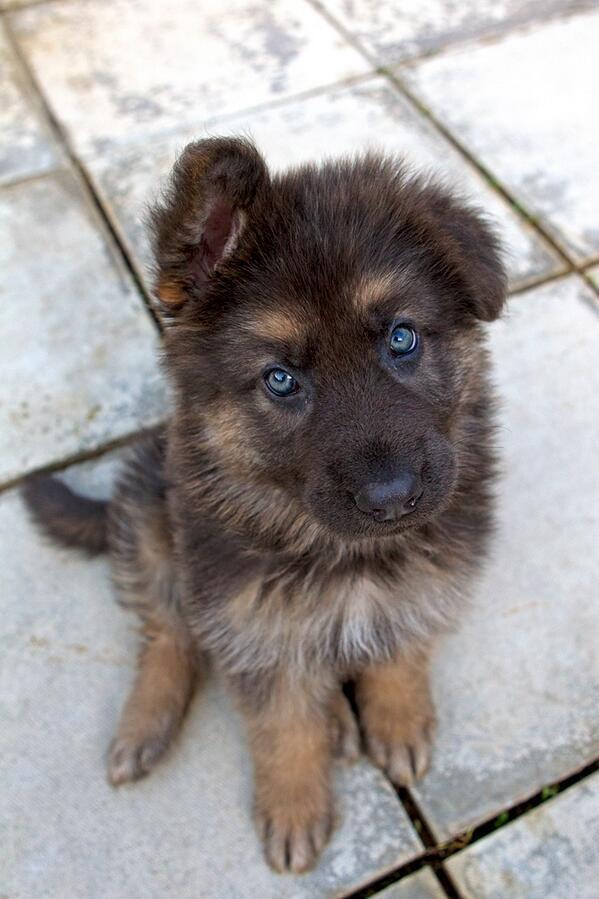 ILOVEANlMALS's tweet image. German Shepherd Pup ~