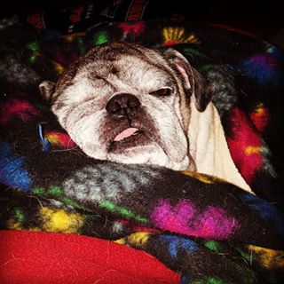 Joy_PhotoCam's tweet photo. What a life #pug #pugnut #puginablanket #pugsofinstagram https://t.co/MSnddfEE7M https://t.co/mxw6G4rYca