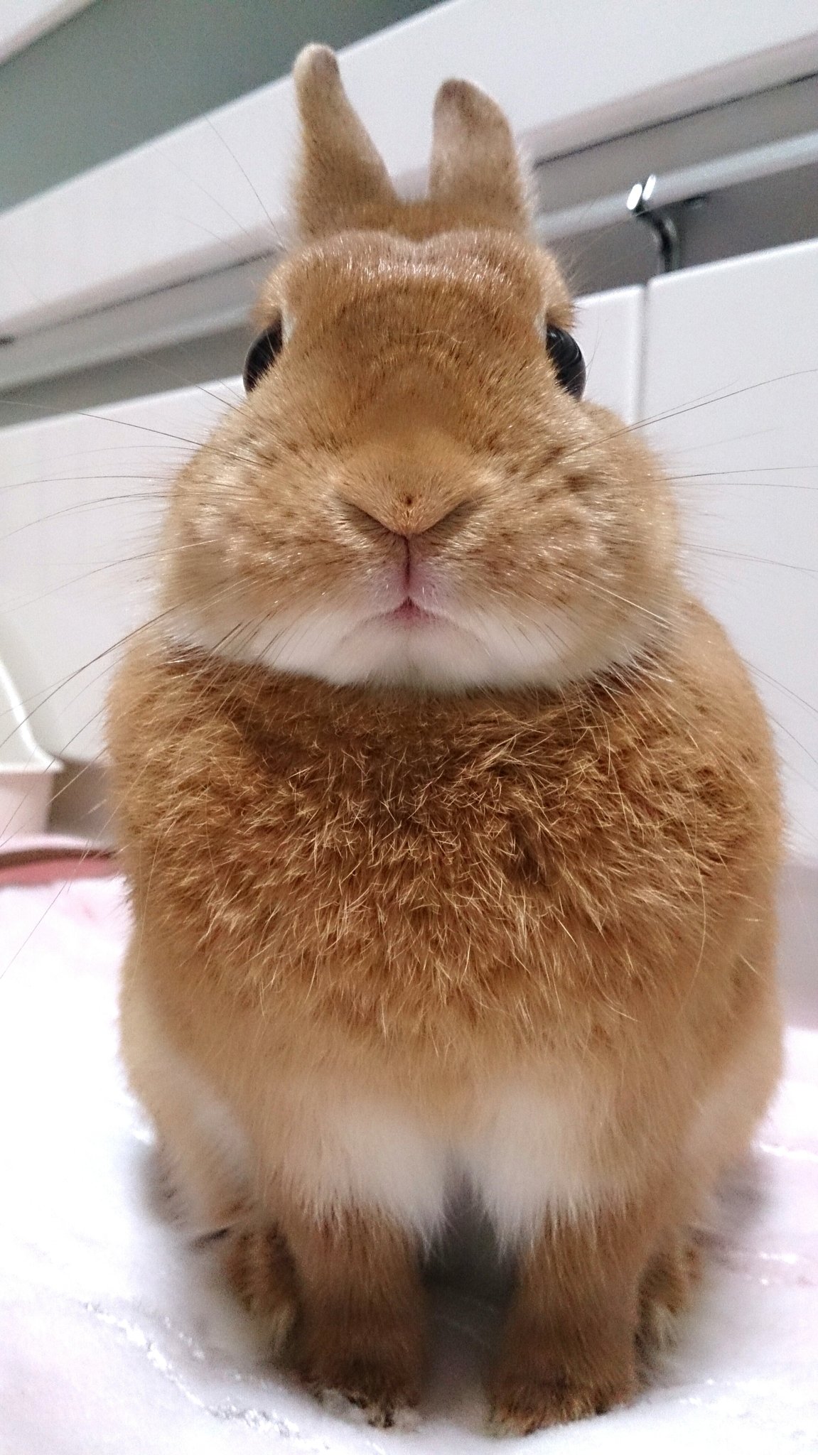 ももうさぎページ うさぎのモモ@天国モモ地方 on X: 