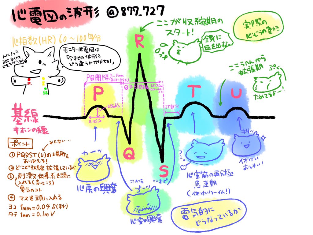 看護師のかげさん イラスト看護帖書籍化 En Twitter 心電図波形の基本 循環器 刺激伝導系と実際の心臓の動きの関係 かげ看 T Co F9ole96sbj 看護師のかげさん イラスト看護帖書籍化 En Twitter 心電図波形の基本 循環器 刺激伝導系と実際の心臓の動きの関係 かげ看 T Co F9ole96sbj