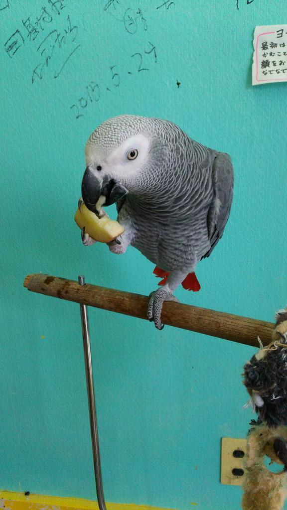 ことりのおうち インテリアグリーンaqua 長後こども食堂 求人 インコカフェスタッフ募集中 神奈川県 アルバイト 求人 藤沢市 生き物 インコ ペット ことりのおうち T Co Mhqvl4gtgi