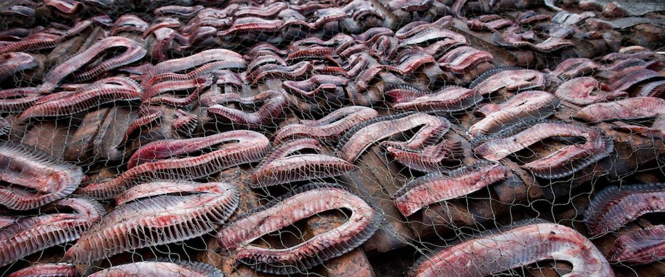 #China Weighs Ban on Manta #Ray Gills, Sold in Trad Market as Modern Panacea ht.ly/WKeq8