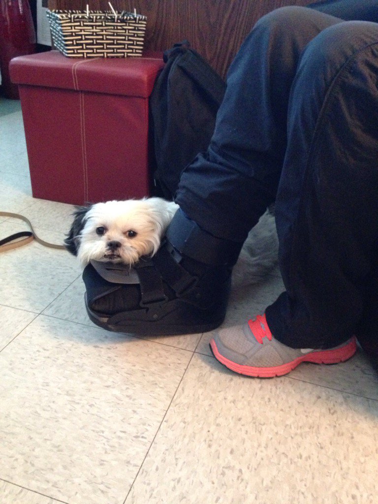 oscar_msvu's tweet photo. Oscar healing a broken foot at the Mount today! Best therapy dog ever. https://t.co/MZgoFMGuE0
