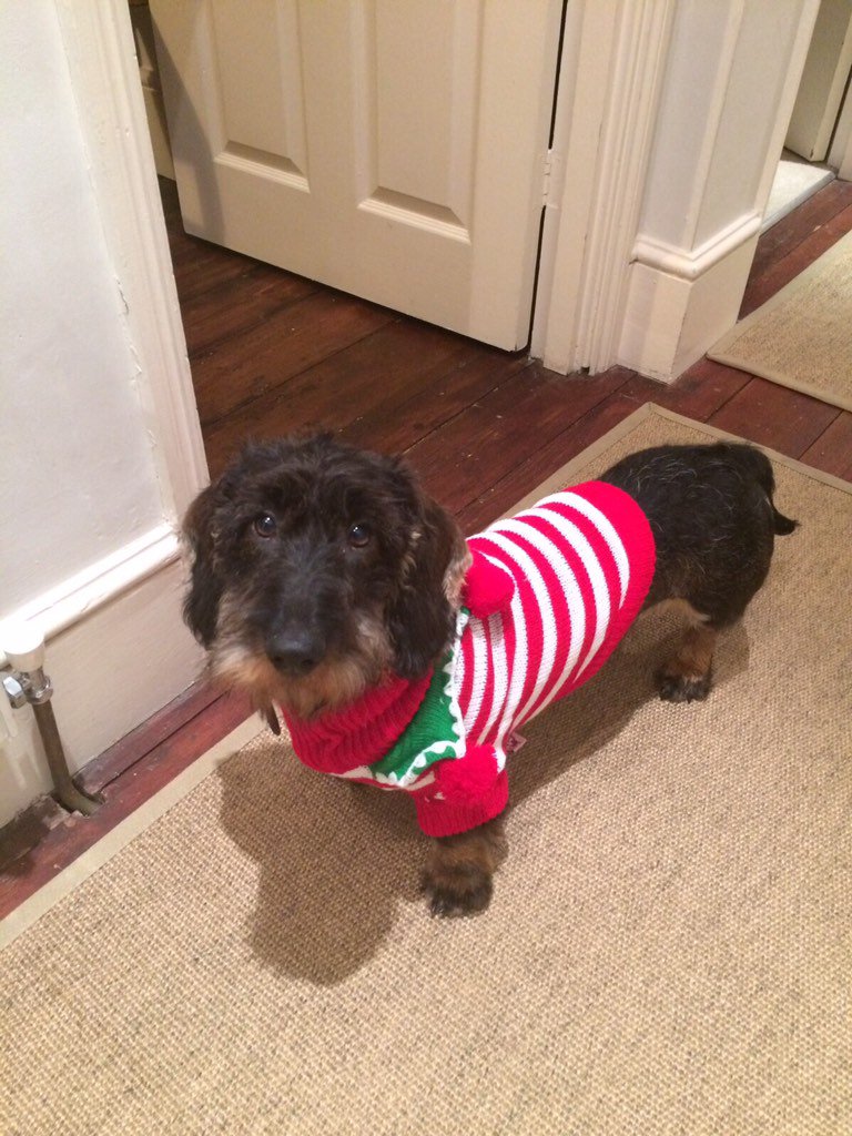 humphreyberney's tweet photo. @TheBandBlake @StephenBowman @madaboutdachs better late than never. Claude's Xmas outfit finally arrives!!! https://t.co/SYb4FTGwNw