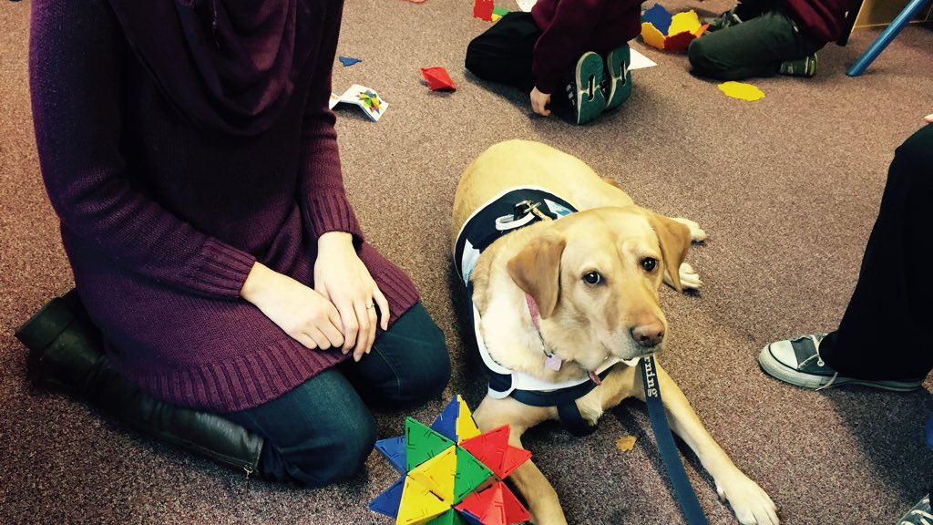 CALtherapydogs's tweet photo. Lilly our CAL dog helping support this mornings maths challenge. #schooldog #reading #maths #dog #learningdog https://t.co/kqskaoHC6V