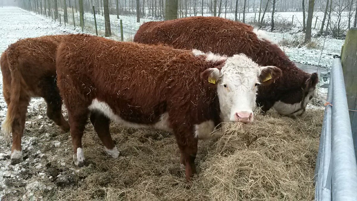 Quintyboss's tweet photo. Hooi per slede voor de Herefords van Egypte #ijzelmaaktcreatief @Waldpykpuntcom https://t.co/rDVKv8ipuC