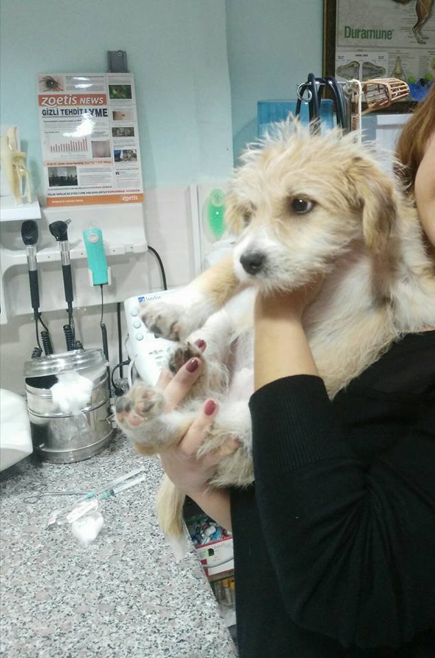 SEVGİ & MERHAMET tweet media