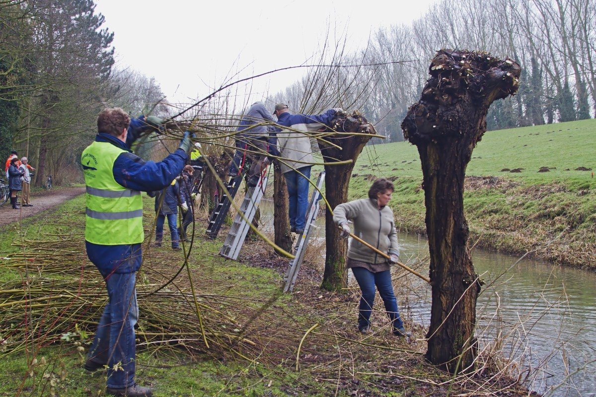Zaterdag tussen 8-9 op Radio Rijnmond: vrijwilligers groenploeg over wilgenknotten, berkenbos en ijsvogelbroedwand