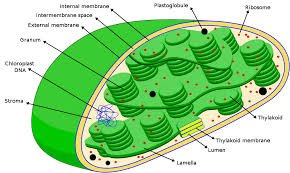 chloroplastics's tweet photo. @MIGHTYCH0NDRIA We have everything that you do but also give you the ability to make energy! #cellection16g https://t.co/CEd5NbO8fX