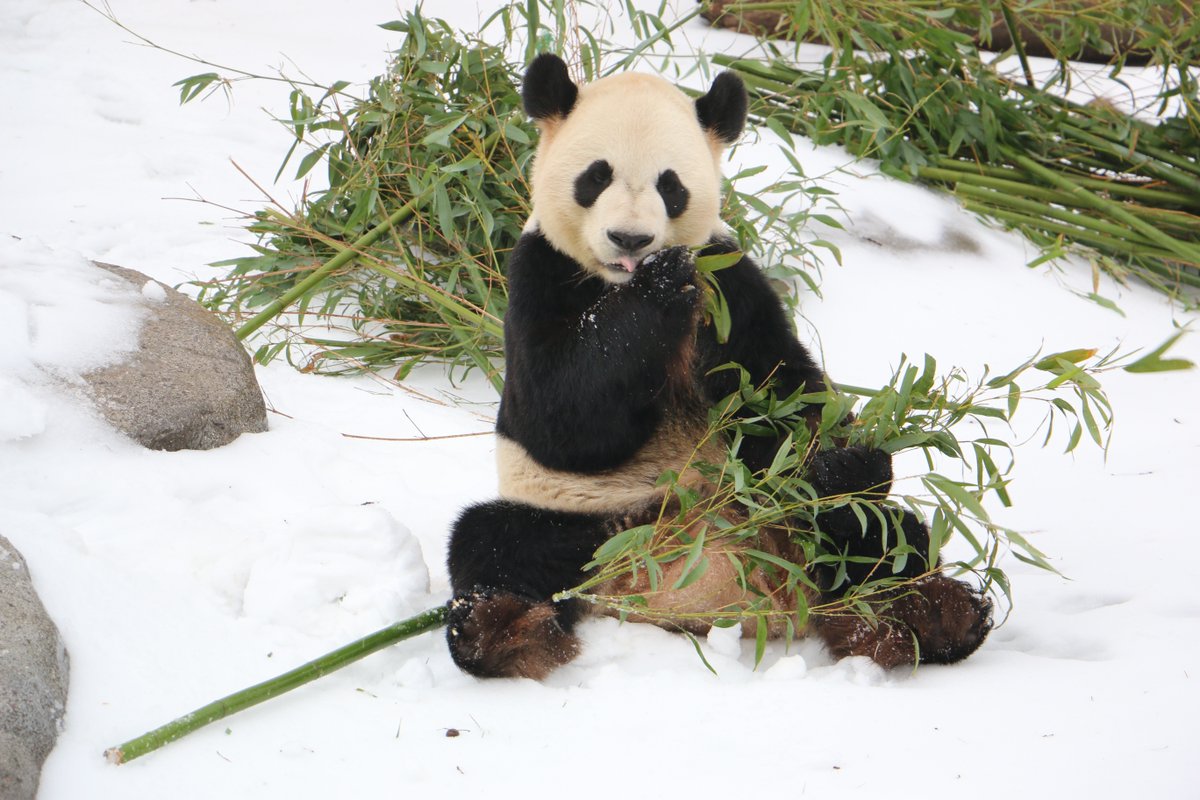 Lunchtime= anytime #TOPandas 🐼