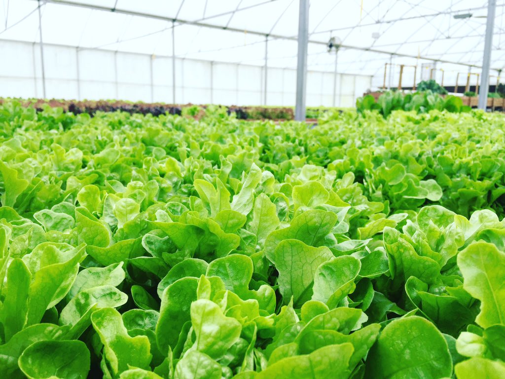 Two farm visits today, <a href="/SustainableHarv/">SustainableHarvester</a> was our second stop and LETTUCE tell you it was love at first sight ❤️👀🌿