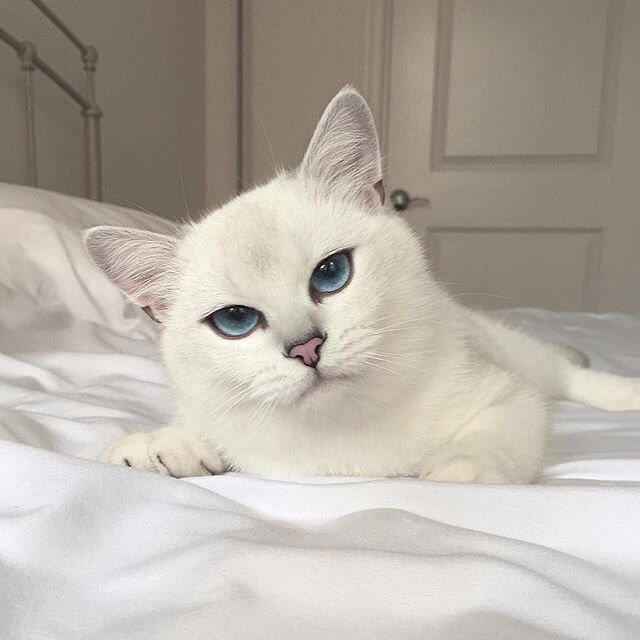 OsCretinos's tweet photo. esse gato já nasceu com delineador nos olhos https://t.co/KwSHmFMwHI