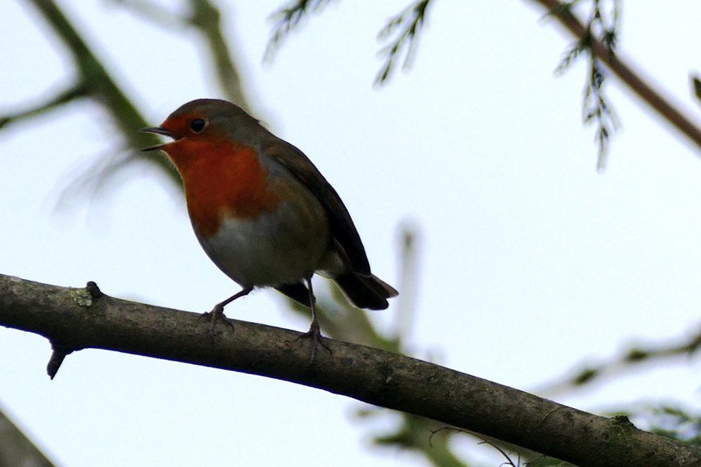 RT @juleship28: Happy contented Robin today <a href="/Natures_Voice/">RSPB</a> <a href="/ChesterChron/">Chester Chronicles</a> <a href="/BBCSpringwatch/">BBC Springwatch</a> <a href="/robin_sightings/">Robin Sightings</a> #robin