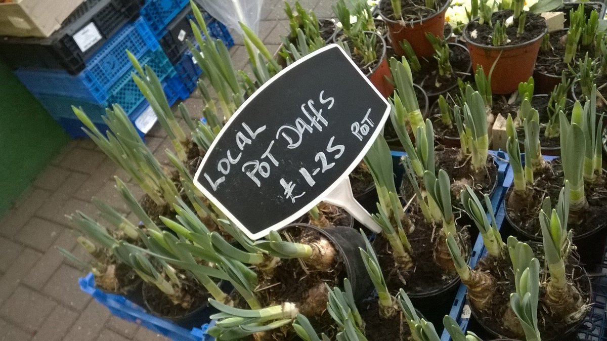 Just in this week <a href="/Strongs_Lytham/">Strongs</a> LOCAL Hyacinths, Daffodils and fantastic yellow Primrose. In flower very shortly.