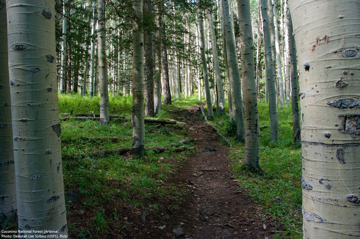 "[My] education has been altogether in the woods..." -James Fenimore Cooper