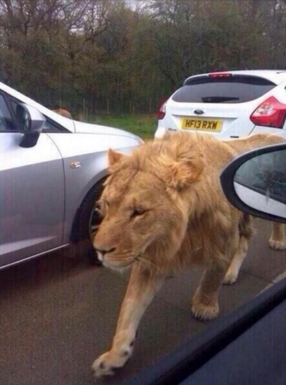 MensHumor's tweet photo. Who tf been playing Jumanji?!?! https://t.co/roaF7lvT4X