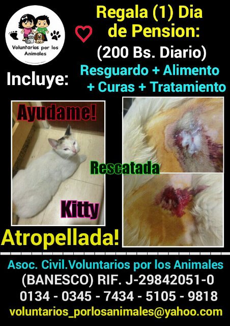 KITTY #GaticaAtropellada Q' cuenta solo con Quienes nos ocupamos de ella! ♥ DONALE #1DiaDePension (200Bs) PARTICIPA!