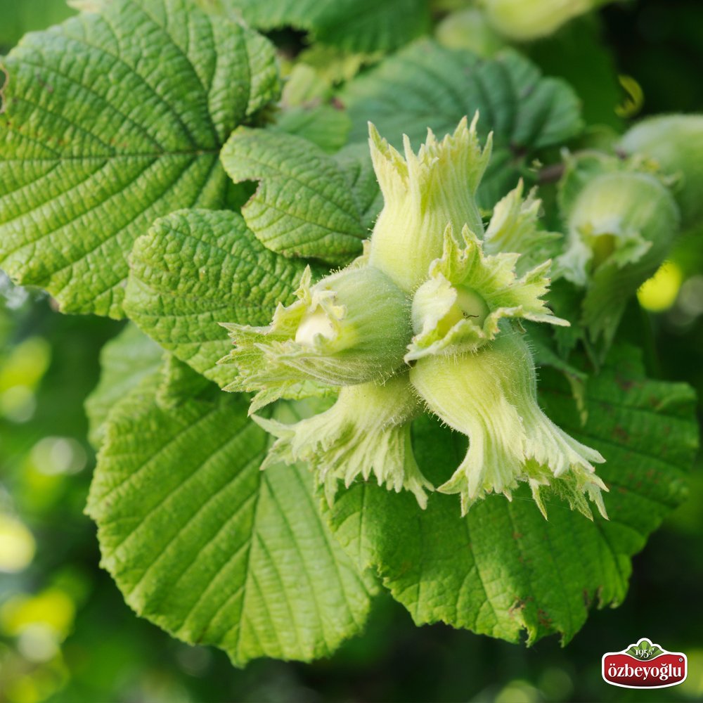 İşte size büyük hizmet! Bizim her gün gördüğümüz ağaçları size gösterelim. :)