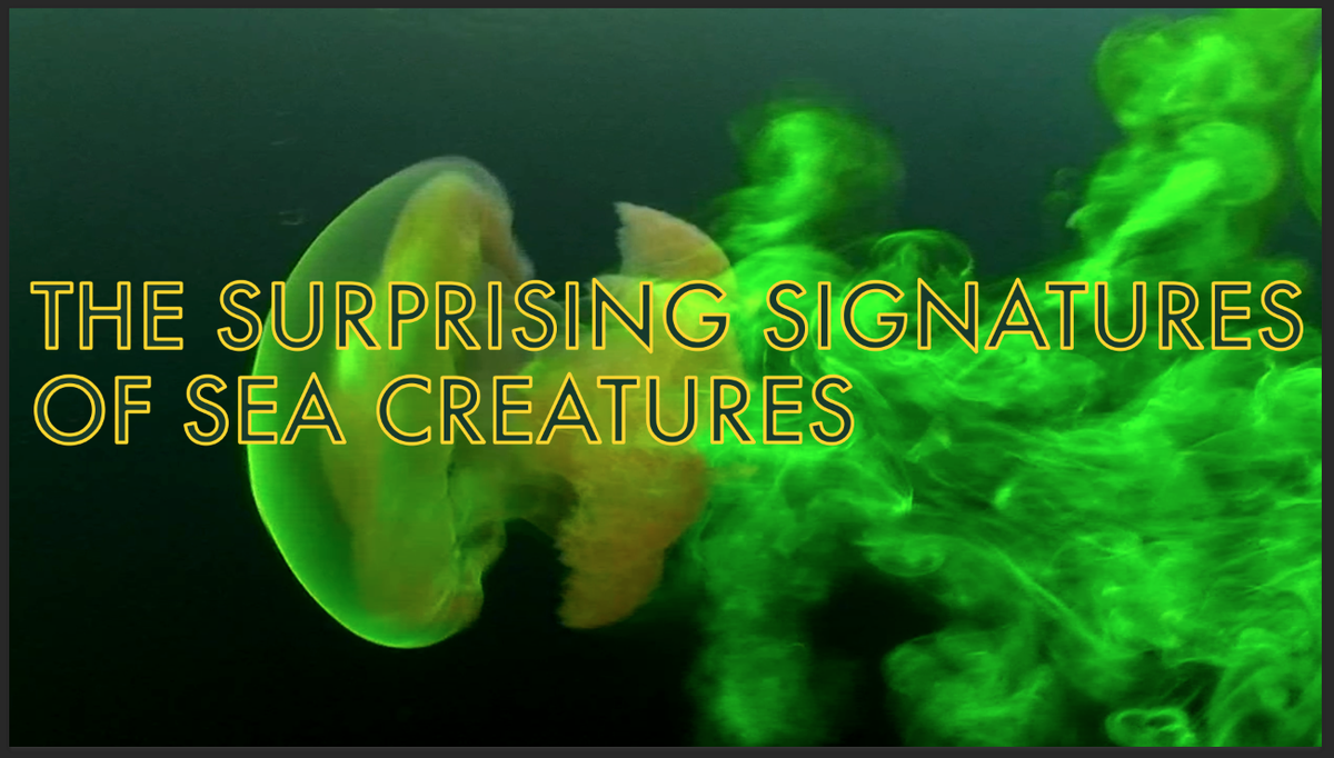 TED_ED's tweet photo. Did you know that jellyfish leave footprints? Here's why that matters: https://t.co/cycqm0fSWX https://t.co/MeqcPwxtsp