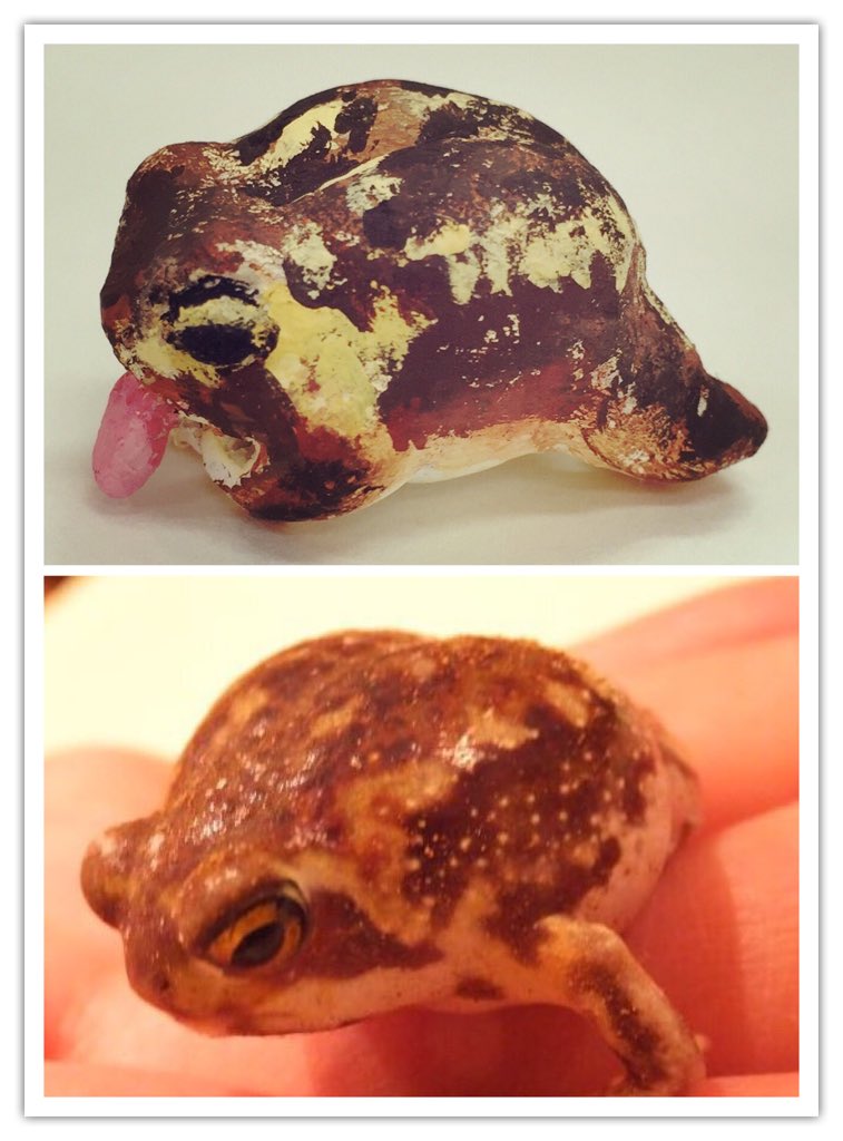 へんてこ屋ー3 12 3 17さいころ展ー アメフクラガエル まん丸いカエル カエルなのに丸い 泳げない 跳ねらんない 土ん中で引きこもり びっくりしてください 実在しますよ T Co Exhfn84cku へんてこ屋ー3 12 3 17さいころ展ー アメフクラガエル まん丸いカエル カエルなのに丸い 泳げない 跳ねらんない 土ん中で引きこもり びっくりしてください 実在しますよ T Co Exhfn84cku