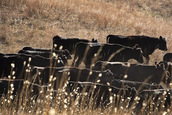 Platte Basin Timelapse tweet media