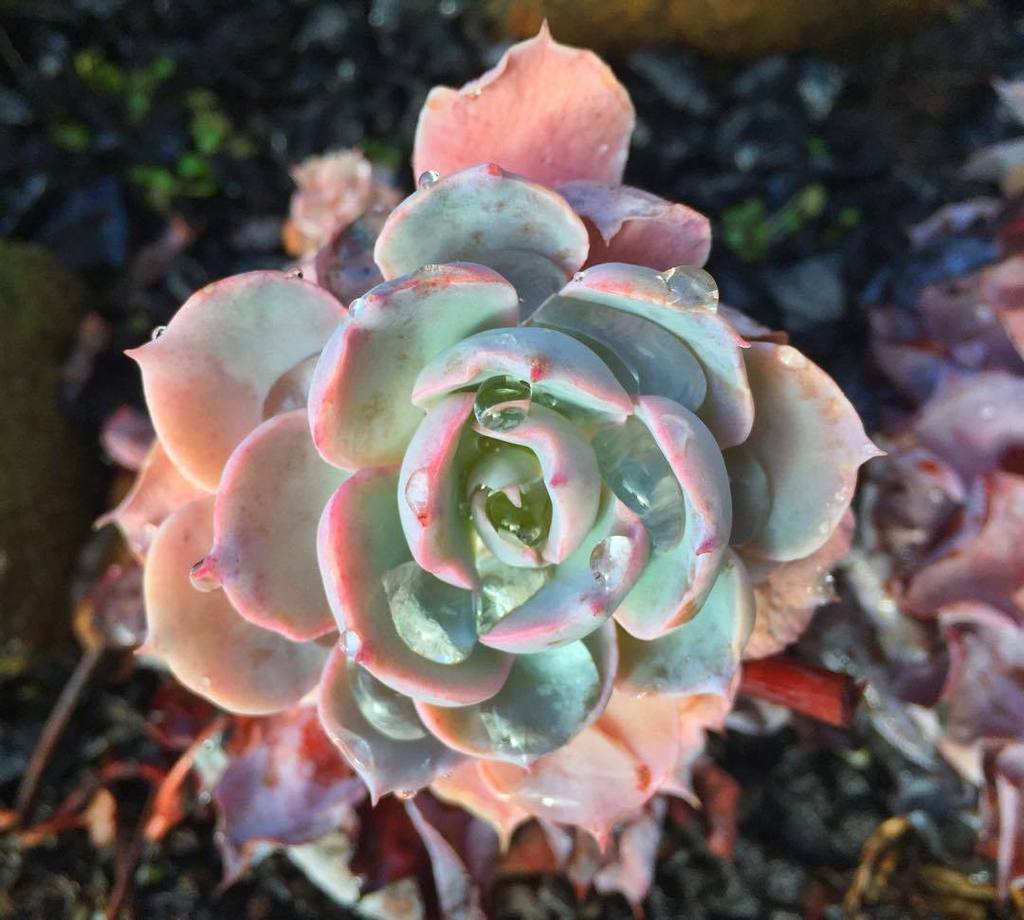 Enjoying the rain. 
@howtosucculents @rgsucculents #HTS8kGiveaway 
#succulent #succulents … ift.tt/1OCvir2