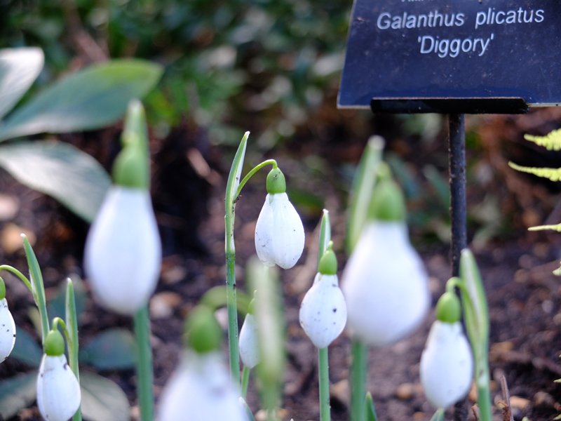The impact of a #mildwinter on the Gdn inc info from Head Gardener &amp; the Grantham Institute bit.ly/22Ndlfu