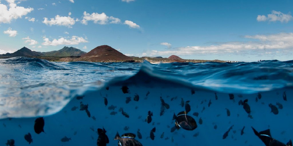 Why 2016 is a good year for the bastard cunningfish: glblctzn.me/1O6Z9nF #oceans