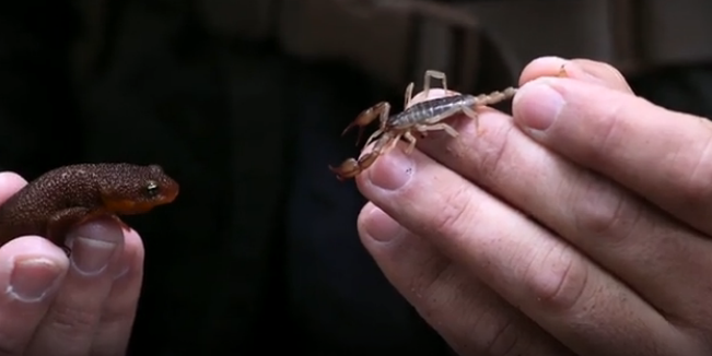 AnimalPlanet's tweet photo. Did you know poison and venom aren't the same thing? Learn the differences: https://t.co/hCevphlcRQ https://t.co/2dUX5tJcLI