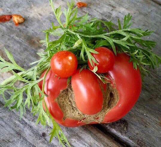 ICYMI - That Moment Your Tomato Pal Had a Bad Hair Day! 🍅👹 #TomatoDo #iseefaces Pic by <a href="/ufiboston/">Urban Farming Institute 🍅🥕🍆🥒</a>