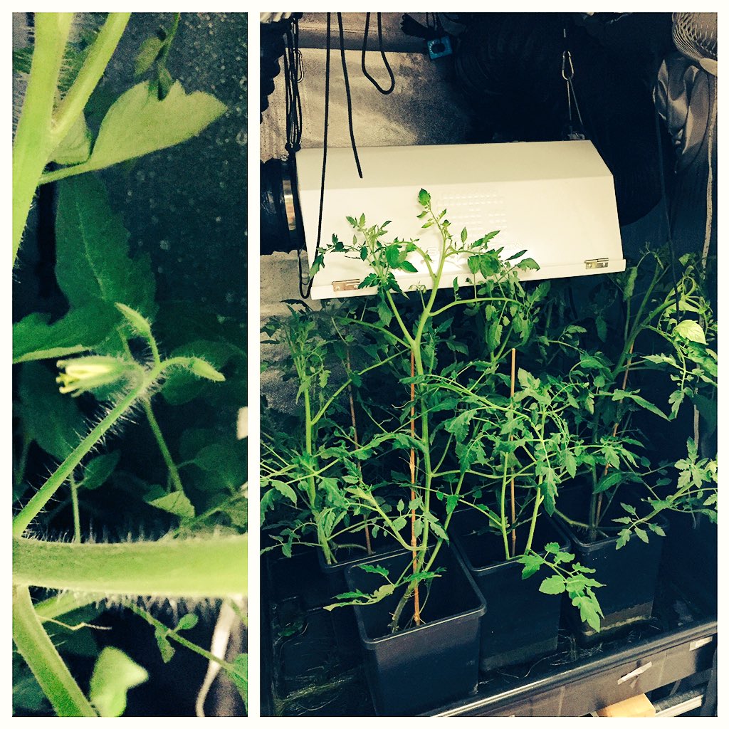 MsWellnessEdu's tweet photo. A little crowded, but they are beginning to bloom! #HWEdfund #health #science #sustainability #tomatoes https://t.co/U4UGGpti7l