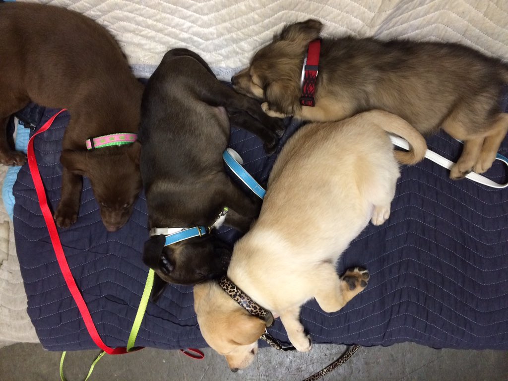newyorklivetv's tweet photo. Look at our puppy crew about to go up for adoption on the #nylpetproject! They tired themselves out. #nbc4ny https://t.co/8whqMzXFrU