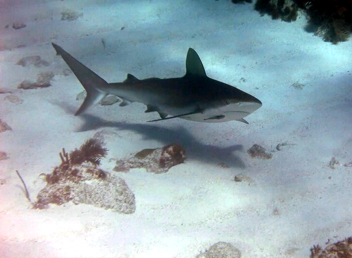 RelaxInKeyWest's tweet photo. RelaxInKeyWest: sioulmor: RT WorldAdvDivers: Shark #Shark Shark! #Scubadiving #KeyLargo #FloridaKeys #LoveFL #uwph… https://t.co/lWEqLa9cZ7