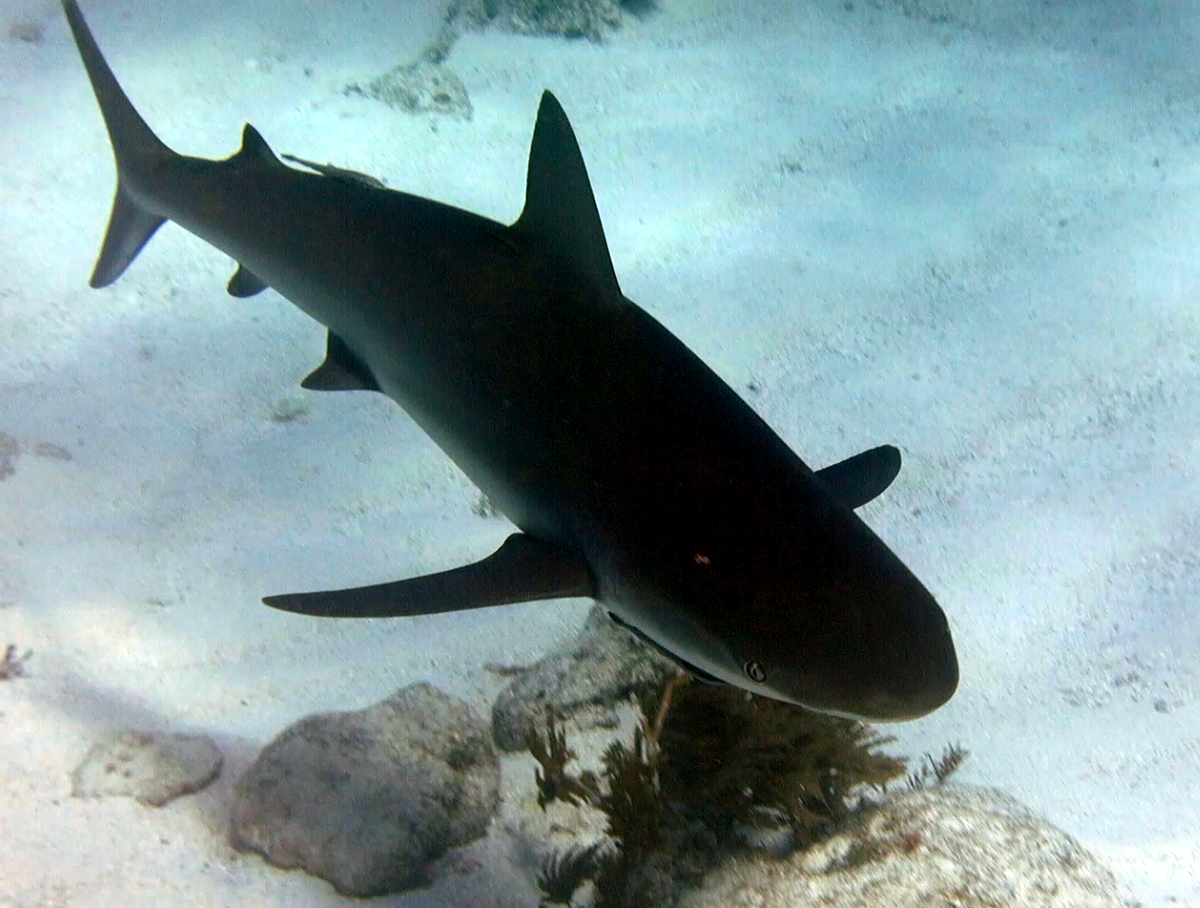 RelaxInKeyWest's tweet photo. RelaxInKeyWest: sioulmor: RT WorldAdvDivers: Shark #Shark Shark! #Scubadiving #KeyLargo #FloridaKeys #LoveFL #uwph… https://t.co/lWEqLa9cZ7